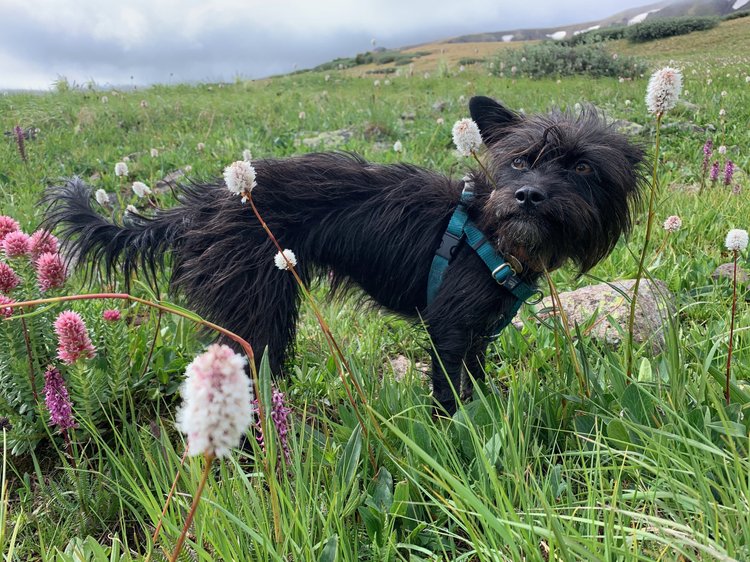 Bella, Cathy's small black dog, standing in a wildflower meadow